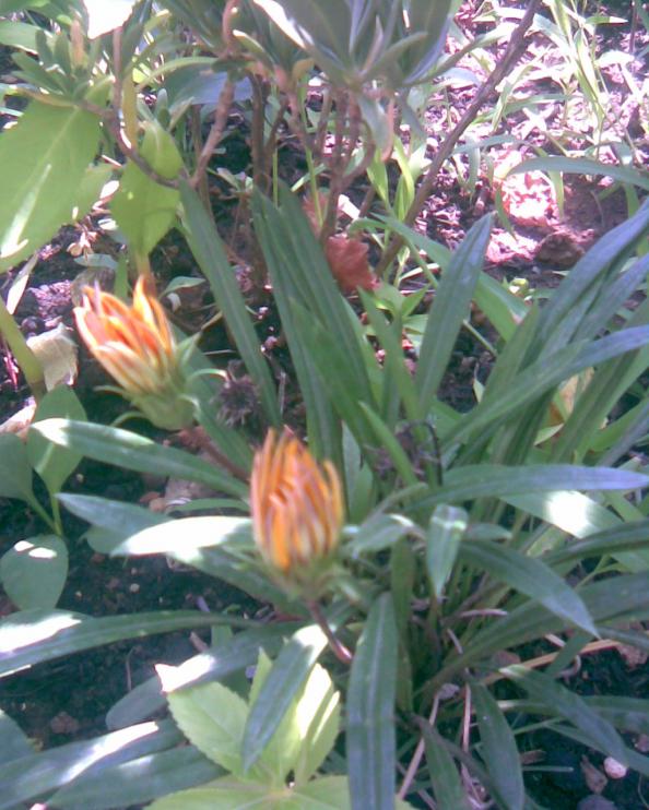 Name:  gazanya.jpg
Views: 564
Size:  73.5 KB