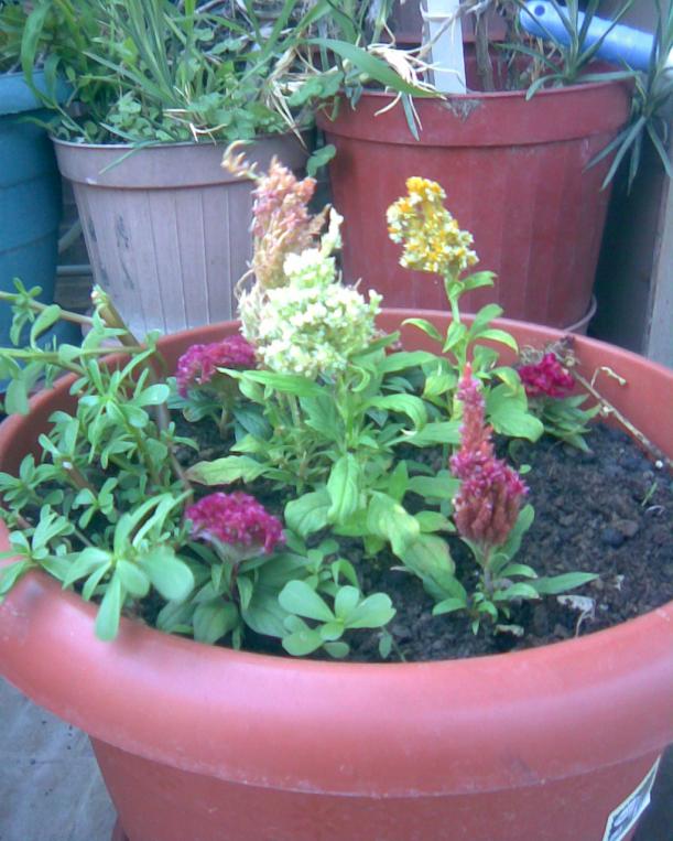 Name:  horoz ibii.jpg
Views: 631
Size:  72.0 KB