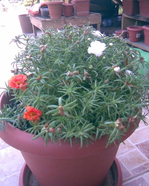 Name:  k.Trnag1.jpg
Views: 461
Size:  71.6 KB
