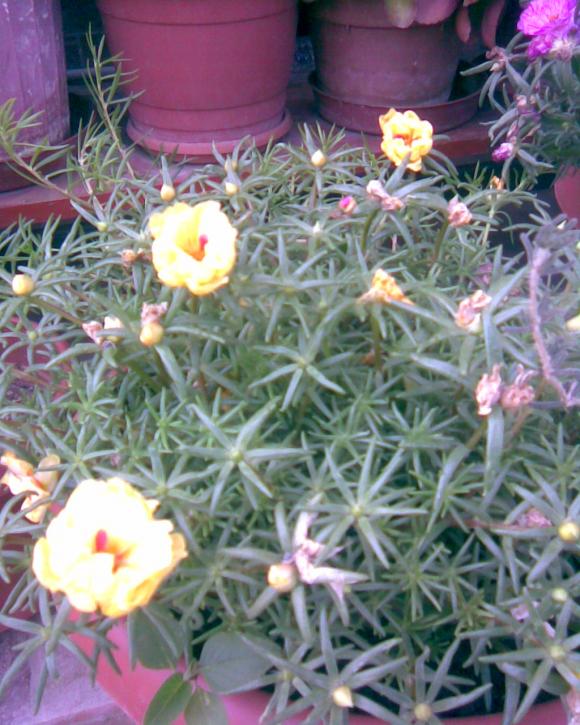 Name:  k.Trnag2.jpg
Views: 470
Size:  74.1 KB