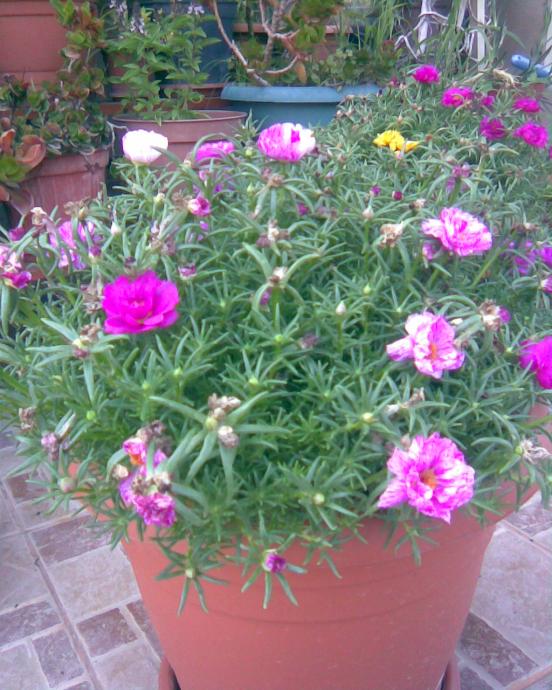Name:  k.Trnag3.jpg
Views: 480
Size:  75.0 KB