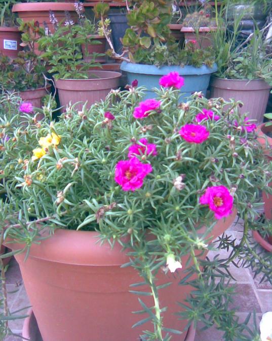 Name:  k.Trnag4.jpg
Views: 438
Size:  75.7 KB