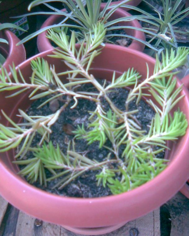 Name:  k.Trnag5.jpg
Views: 457
Size:  72.7 KB