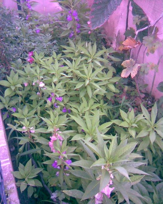 Name:  kna toplu.jpg
Views: 421
Size:  75.6 KB