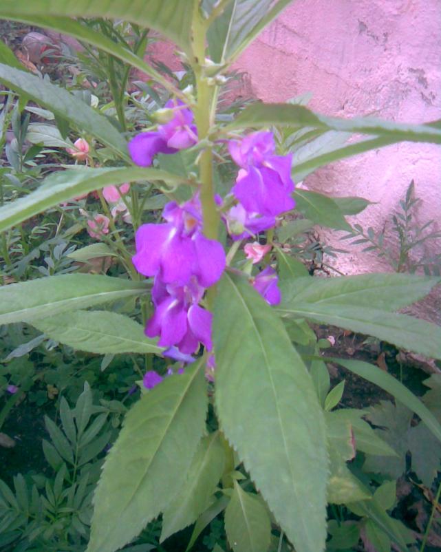 Name:  mor kna.jpg
Views: 450
Size:  70.7 KB