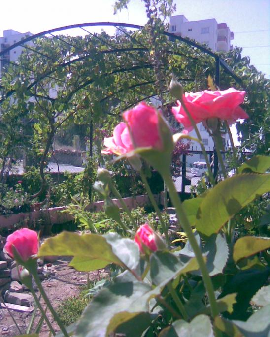 Name:  pembe gl.jpg
Views: 416
Size:  75.5 KB