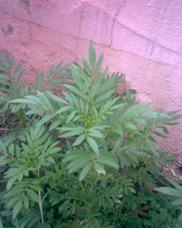 Name:  kadifeler.jpg
Views: 475
Size:  70.6 KB