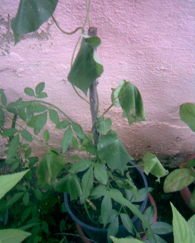Name:  selluka1.jpg
Views: 414
Size:  70.0 KB