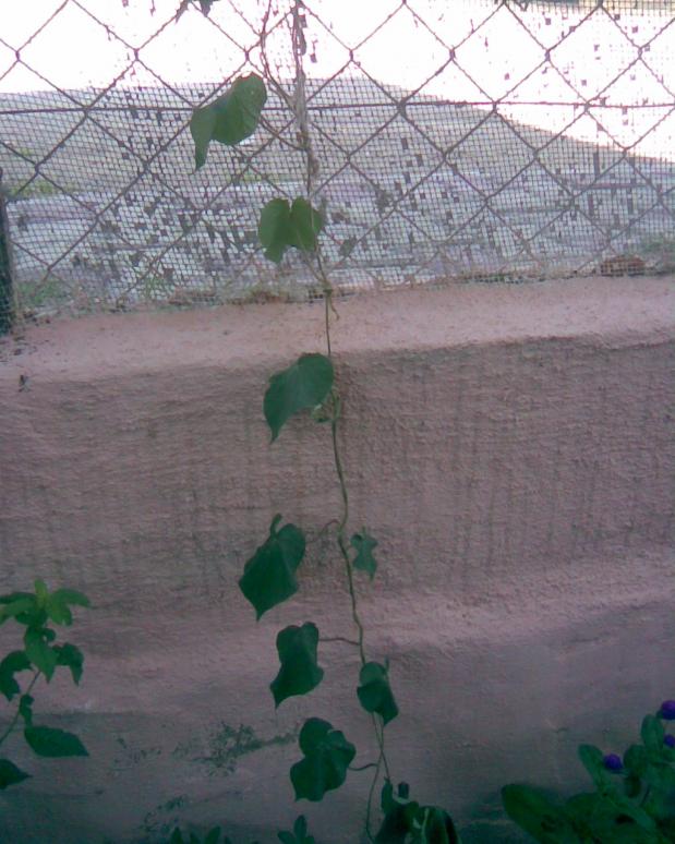 Name:  selluka2.jpg
Views: 404
Size:  71.0 KB