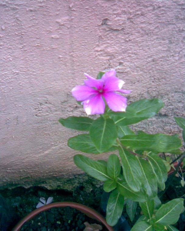 Name:  pervane4.jpg
Views: 360
Size:  71.0 KB
