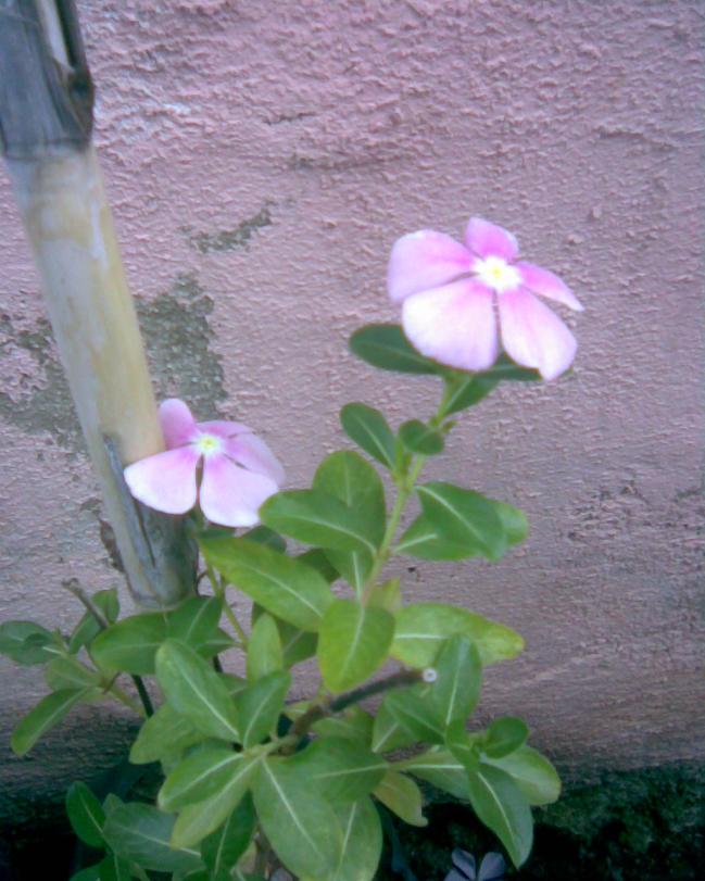 Name:  pervane5.jpg
Views: 357
Size:  70.2 KB