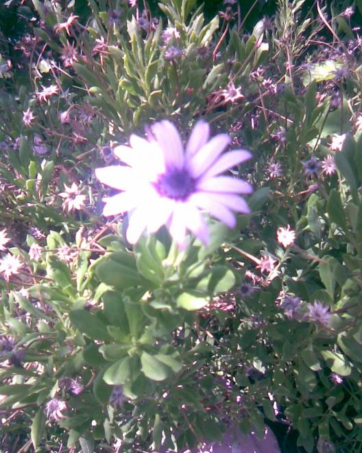 Name:  bodrum papatyas.jpg
Views: 399
Size:  77.5 KB