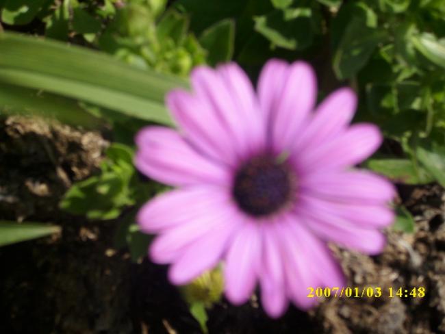 Name:  bodrum papatyas.jpg
Views: 390
Size:  32.0 KB