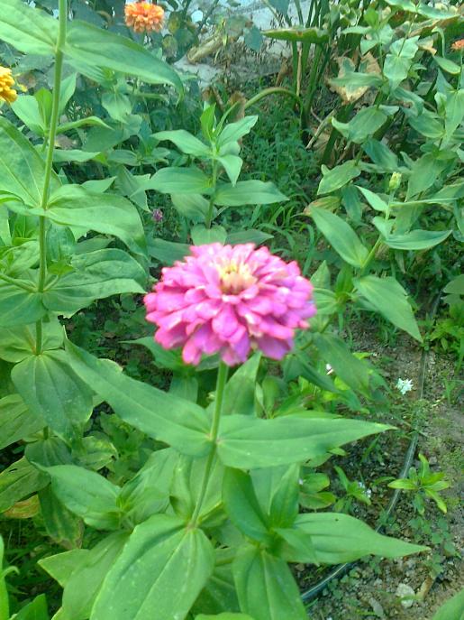 Name:  Fotoraf3203.jpg
Views: 295
Size:  76.3 KB