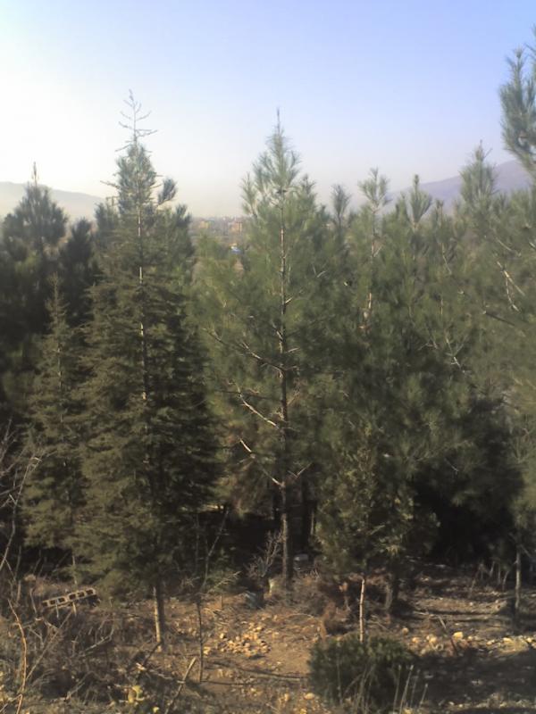 Name:  20-12-08_1004.jpg
Views: 2217
Size:  61.8 KB