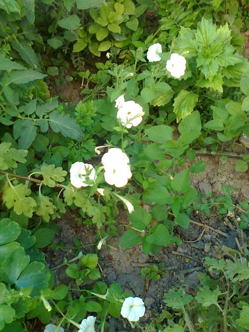 Name:  Fotoraf3209.jpg
Views: 261
Size:  75.9 KB