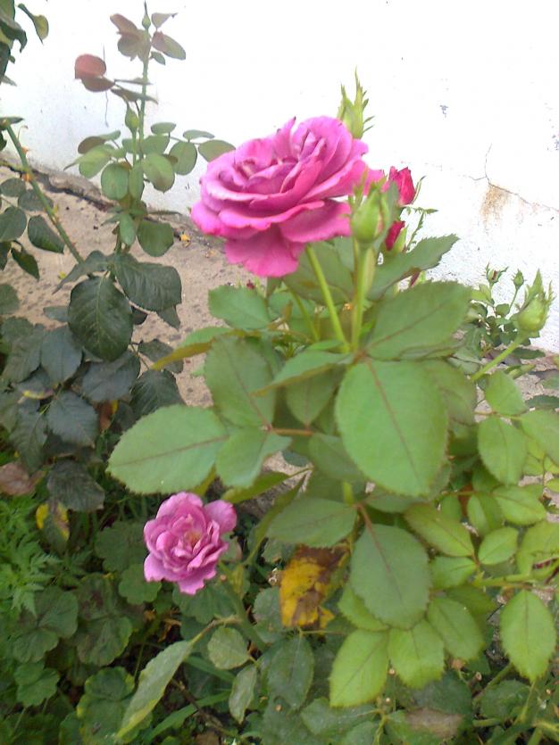 Name:  Fotoraf3221.jpg
Views: 256
Size:  71.2 KB