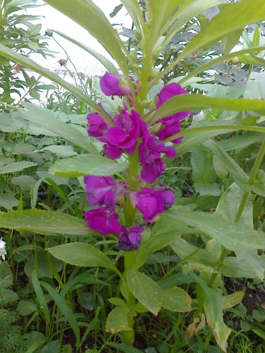 Name:  Fotoraf3224.jpg
Views: 735
Size:  75.1 KB