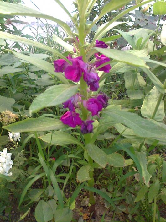 Name:  Fotoraf3205.jpg
Views: 688
Size:  75.7 KB
