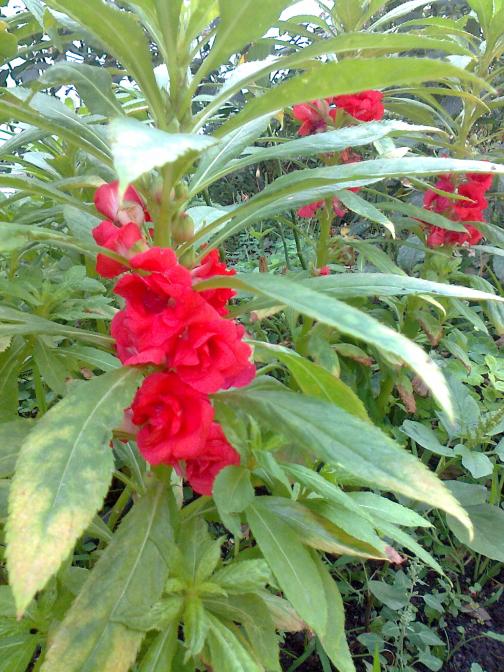 Name:  Fotoraf3223.jpg
Views: 690
Size:  75.6 KB