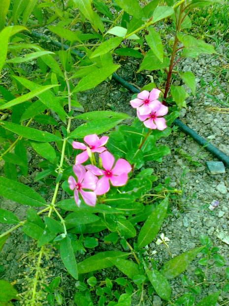 Name:  Fotoraf3218.jpg
Views: 680
Size:  78.7 KB