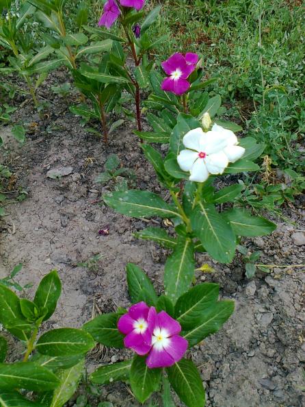 Name:  Fotoraf3215.jpg
Views: 692
Size:  76.2 KB