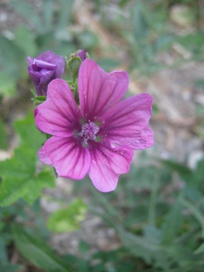 Name:  ebegmeci.jpg
Views: 1058
Size:  23.7 KB