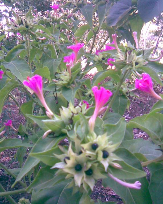Name:  akam sefas 1.jpg
Views: 382
Size:  74.2 KB