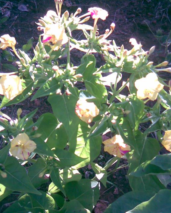 Name:  akam sefas 2.jpg
Views: 350
Size:  75.3 KB