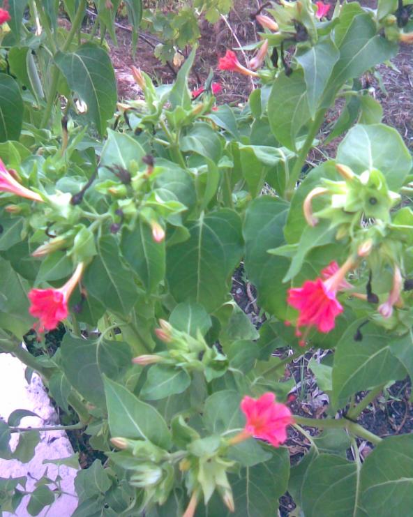 Name:  akam sefas3.jpg
Views: 351
Size:  72.6 KB