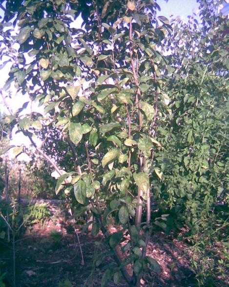 Name:  ayva.jpg
Views: 341
Size:  80.3 KB