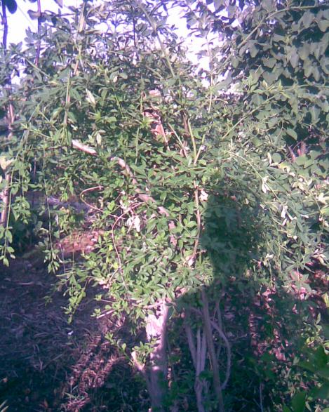 Name:  yasemin.jpg
Views: 360
Size:  80.1 KB