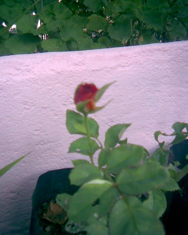 Name:  gl gonca.jpg
Views: 353
Size:  56.5 KB