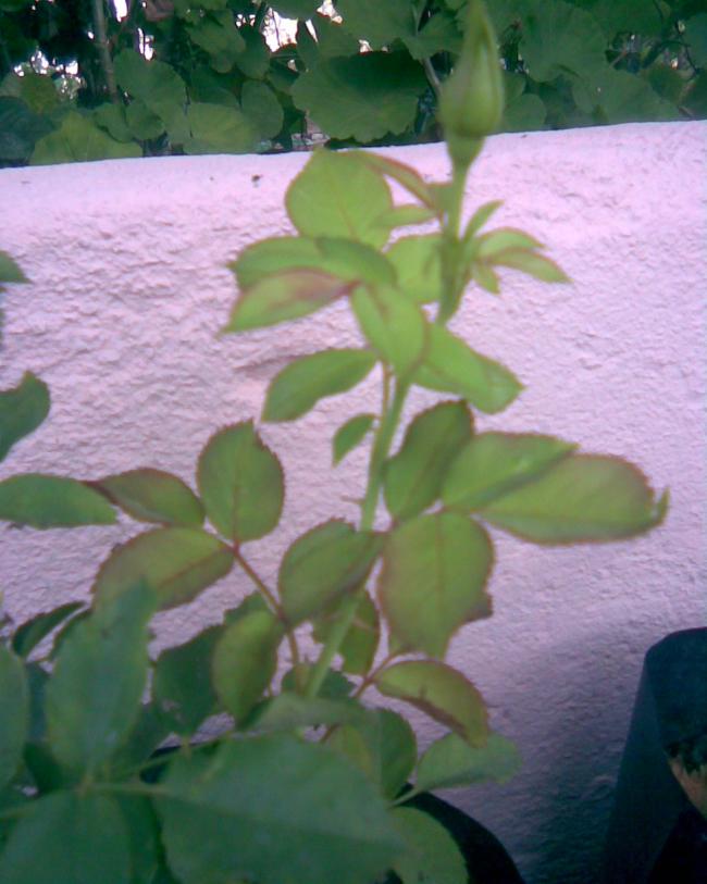 Name:  gl.jpg
Views: 336
Size:  56.8 KB