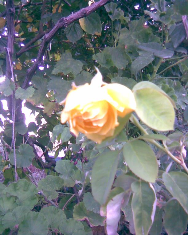 Name:  sar gl.jpg
Views: 343
Size:  72.1 KB