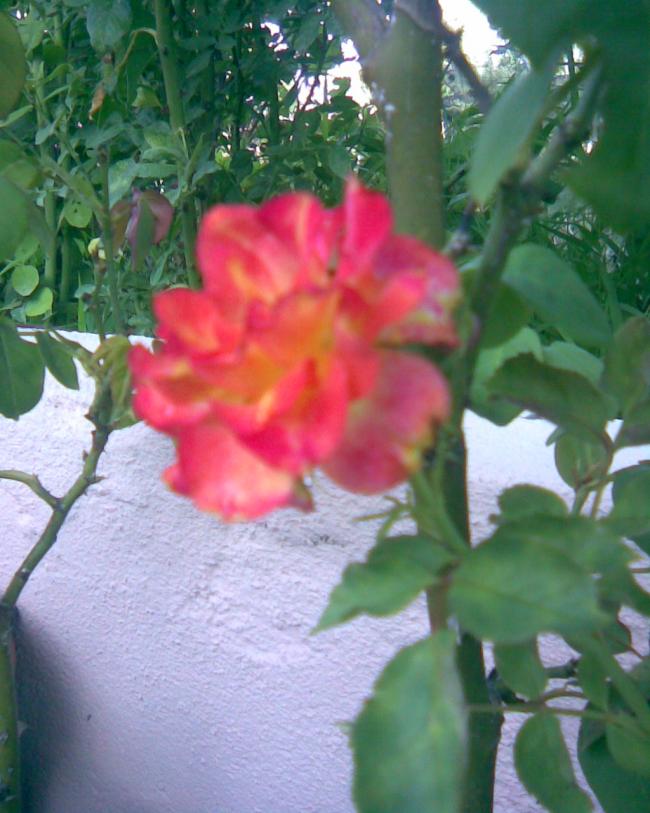 Name:  turunculu saks gl.jpg
Views: 367
Size:  67.5 KB