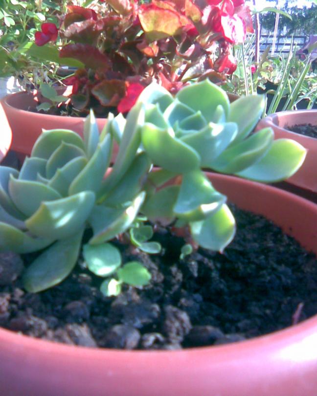 Name:  echeveria.jpg
Views: 346
Size:  69.7 KB