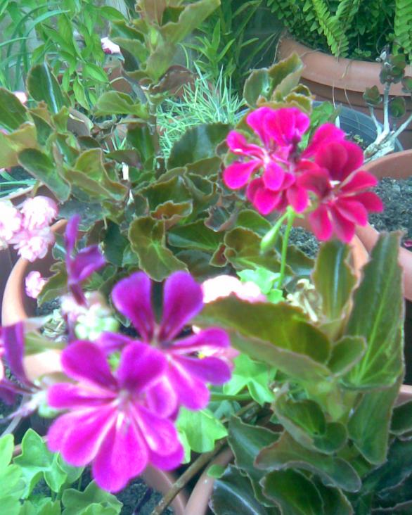 Name:  sardunya2.jpg
Views: 364
Size:  73.8 KB
