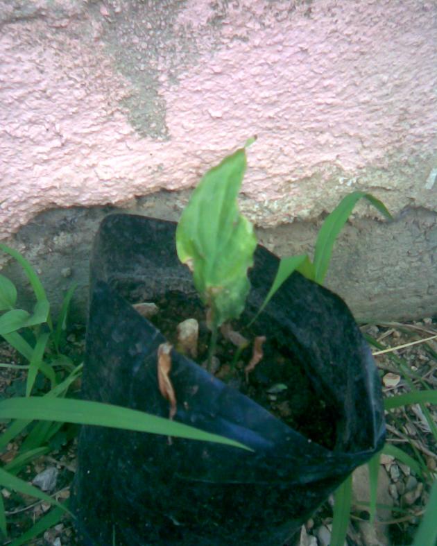 Name:  Grnt012.jpg
Views: 354
Size:  70.8 KB