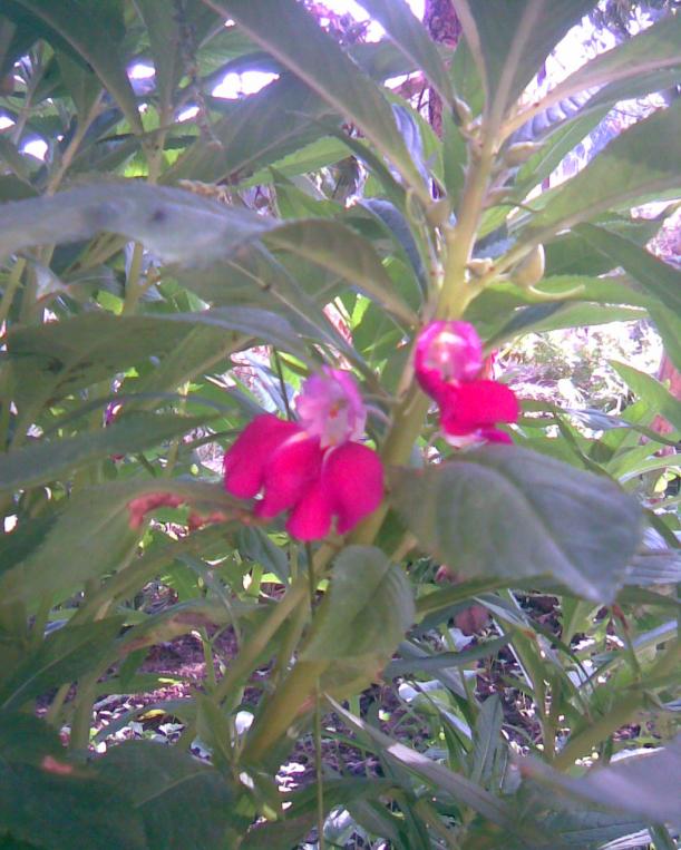 Name:  kna iei.jpg
Views: 425
Size:  72.3 KB