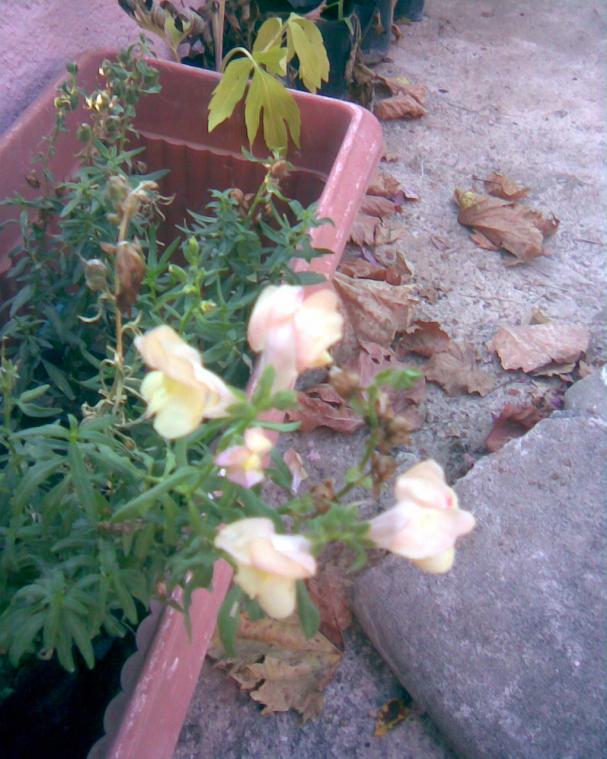 Name:  balk az4.jpg
Views: 327
Size:  71.7 KB