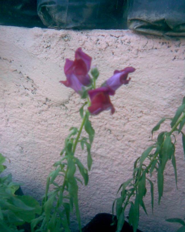 Name:  balkaz4.jpg
Views: 309
Size:  65.8 KB
