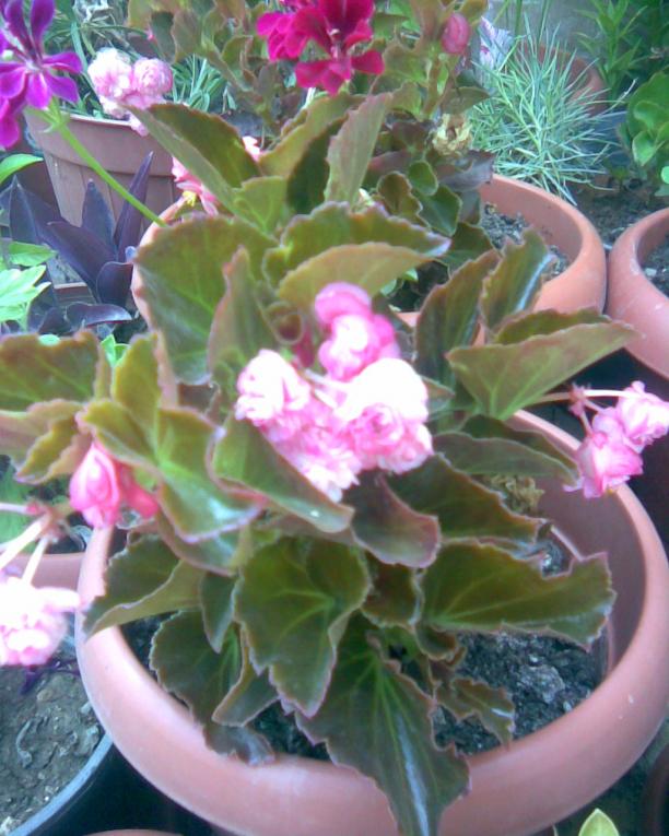Name:  begonya katmerli.jpg
Views: 395
Size:  72.1 KB