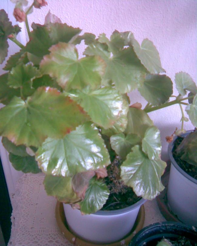Name:  begonya...jpg
Views: 385
Size:  59.1 KB