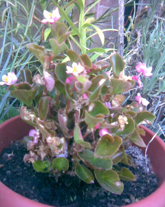 Name:  pembe begonya.jpg
Views: 658
Size:  74.2 KB