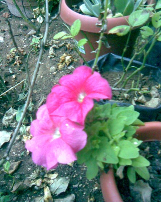 Name:  petunya.jpg
Views: 370
Size:  74.0 KB