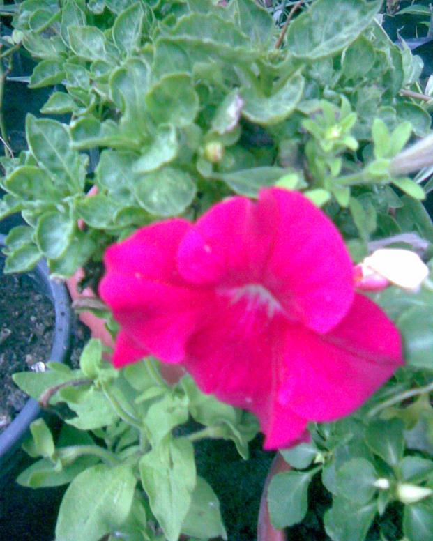 Name:  petunya2.jpg
Views: 368
Size:  70.8 KB
