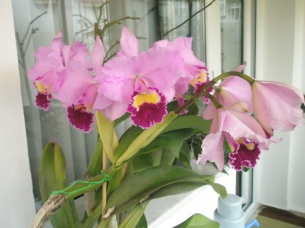 Name:  PC210072 (600 x 450).jpg
Views: 1263
Size:  55.9 KB