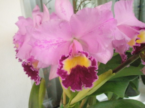 Name:  PC210073 (600 x 450).jpg
Views: 1241
Size:  48.7 KB