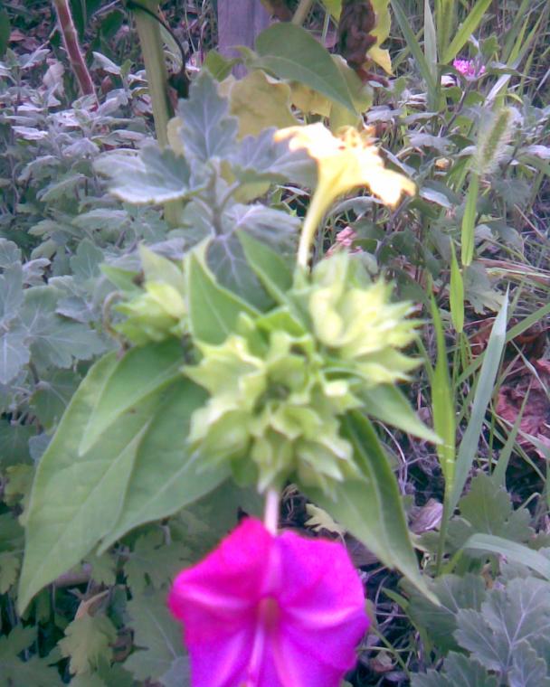 Name:  akam sefas.jpg
Views: 396
Size:  71.5 KB